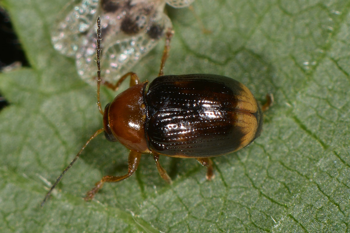 Cryptocephalus pusillus? S.